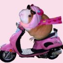 럭키(아) 이미지