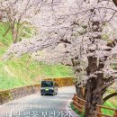115 | [춘천, 가평 여행] 벚꽃명소 개화시기 공지천 대성리국민관광지 아침고요수목원 숙소추천