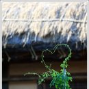 접시꽃민박 이미지