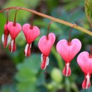 꽃들나라 - 계양구 새벌로 130 | 꽃들나라
