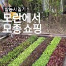 행복한농사꾼 | 🪴모란시장 모종 쇼핑 | 초보 농사꾼 행복한 봄 장보기🌸