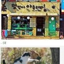 야옹아 멍멍해봐 이미지