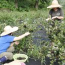 김준식농장 이미지