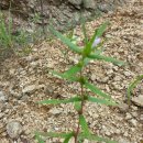 백령초등학교 이미지