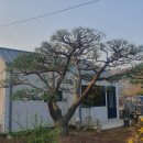 대영농원 이미지