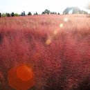 홍 순호 - 핑크뮬리 - 하늘공원 이미지