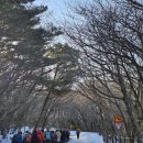 제주도 겨울 장기도보(한라산) 이미지