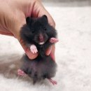 달펫 소동물샵 이미지