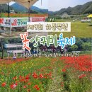 이병주농장 | 하동가볼만한곳 2023년 북천 꽃양귀비축제 미리 다녀온 후기