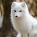 FOX 이미지