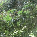 관매도 후박나무 이미지