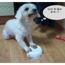 뽀송