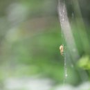 서영은 / 혼자가 아닌 나(눈사람OST) 이미지