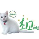 몽드펫 이미지