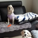 니드포펫 이미지