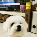 개멋내기 이미지
