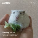(주)씨앤티 | 11월 마지막날에 쓴 이번주 사진&amp;잡담