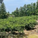 하원동-1 이미지