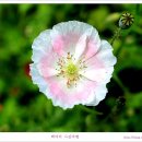 [남양주] 물의정원 꽃양귀비 이미지