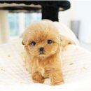 (주)야옹아멍멍해봐펫 강아지고양이 율량본점 | 진천강아지분양 직접 진행한 후기 기다림 끝에 만난 귀여운 가족