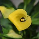 동백여인숙 이미지