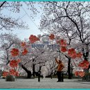 (2024-64)-작천벚꽃,남암산 이미지