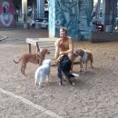 강아지 놀이터 이미지