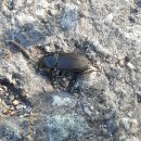 한국길쭉먼지벌레(추정) 이미지