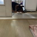 김서현 스킨케어 | [일상_8월] 돌아온 부캐 김대리가 함께하는 꼬뭉이의 일상