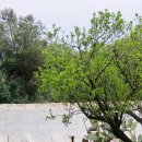 대문안 농장 | 이탈리아 신혼여행 / 풀리아여행 | 오스투니 올리브농장 투어 예약방법 및 가격 (Antica Masseria...