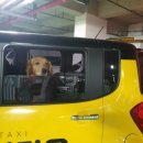 타요타요 펫택시 이미지