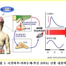 정보 시냅스 ＞＞HPA축(시상하부, 뇌하수체, 부신) 이미지