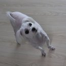 라이코 바이탈 코리아 이미지