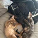 로얄플라잉 이미지