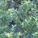 [블루베리키우기 A to Z] 블루베리 여름전정 이미지