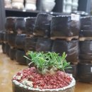 화조화분