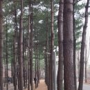 제725회 행복걷기 경춘선 숲길 걷기공지 이미지