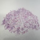 꽃그림 보타니컬 색연필화 | 🌿의정부 민락 2지구 세이지앤코 보태니컬아트 (수국 색연필화)