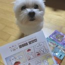 콩이네 방앗간 | 콩이네 방앗간 신선하고 기호성 좋은 강아지 영양식 사료 먹여본 후기