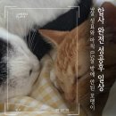 몽이냥이 | 고양이 합사 성공 후기 새끼 고양이와 성묘 일상