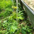 토골농장 이미지