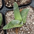 핑크 체리 이미지