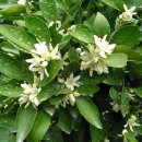 드림농원 민박 이미지