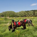 가가홀스 이미지