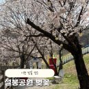 이천시 인공암벽등반장 | 이천 설봉공원 벚꽃 개화상황 실시간🌸 (4월 2일 기준, 포토존 정리)