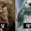 해달 이미지