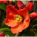 사랑의꽃집 이미지