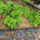 오늘반찬부식 이미지