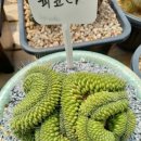 마실다육 이미지