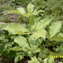 김덕규 농장 이미지